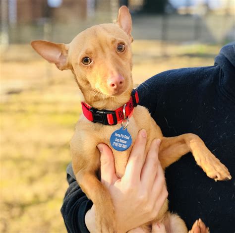 petfinders nj|small dogs for adoption nj.